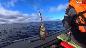 БЕШЕНЫЙ КЛЕВ осеннего окуня на Ладоге. Ловим окуня на дорожку. Осенняя рыбалка на Ладоге.