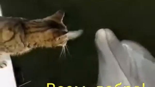 Кот и Дельфин, Cat & Dolfin смотреть онлайн