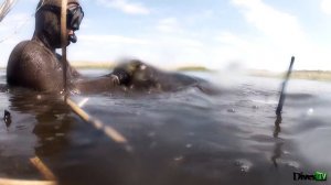 SPEARFISHING Planted on kukan excellent catfish ПОДВОДНАЯ ОХОТА Насадил на кукан отличного сома