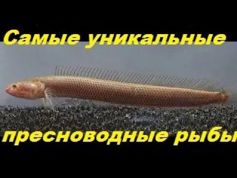 Самые уникальные пресноводные рыбы. (Архив от 16.12.2023)
