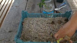 Летнее черенкование роз в перлит