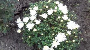 ЗАЦВЕЛА ШАРОВИДНАЯ ХРИЗАНТЕМА МУЛЬТИФЛОРА ПОД НАЗВАНИЕМ ТРИКИ ВАЙТ.БЕЛОСНЕЖНЫЕ МАХРОВЫЕ ЦВЕТКИ.