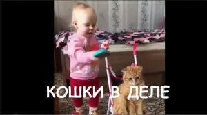 КОШКИ В ДЕЛЕ. ПРИКОЛ.ПОДПИШИСЬ! СТАВЬ ЛАЙК