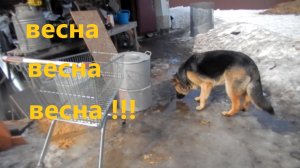 Весна пришла. Вкусняшка для кроликов.