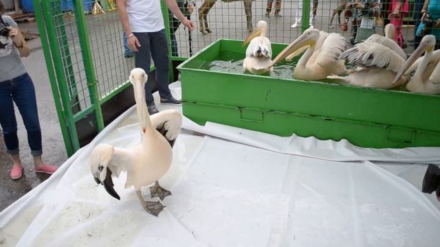 Пеликаны - Цирк «Баронеты» (июль 2016) смотреть онлайн