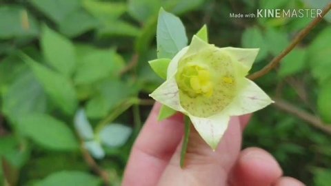 더 덕 꽃 Codonopsis lanceolata