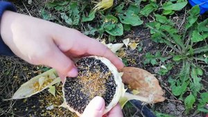 Подсолнух