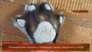 Полицейские изъяли у приморца шкуру амурского тигра
