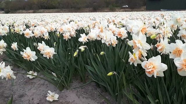 Narcissus Delnashaugh fields of P.Pennings смотреть онлайн
