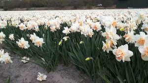 Narcissus Delnashaugh fields of P.Pennings