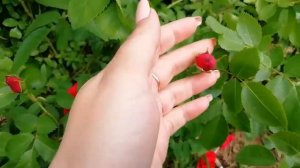 Цветение хойи Obovata Splash и Chicken farm, розы в саду.