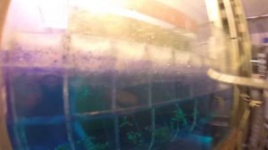 Инкубатор для икры малавийских цихлид