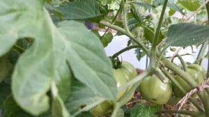 Урожайные сорта томатов для открытого грунта ?Сорт ЛАБРАДОР? Обзор