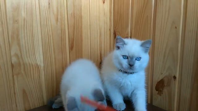 Голубоглазые снеговички смотреть онлайн