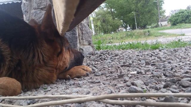 Погранец Собака смотреть онлайн