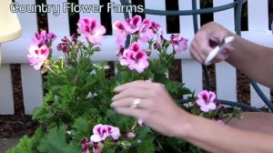 How to Deadhead Martha Washington (Regal) Geranium