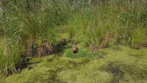 Не стреляйте белых лебедей - Возвращение