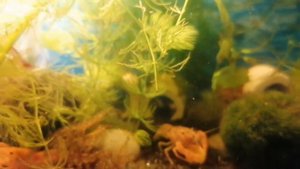 Трапеза у карликовых раков и вишневых креветок