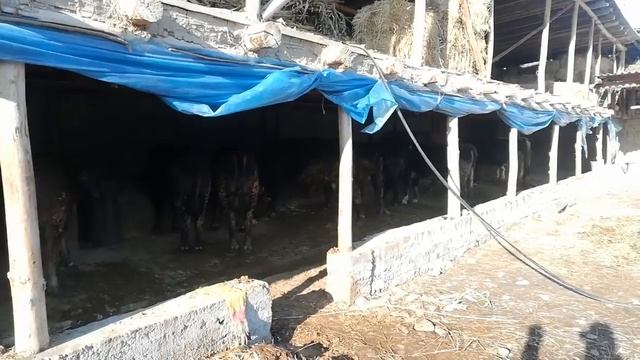 Жинди Букалар?БУКА? БАГУУ? БИЗНЕСИ?