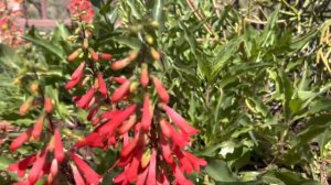 AZ Plant Reviews: Penstemon Eatonii