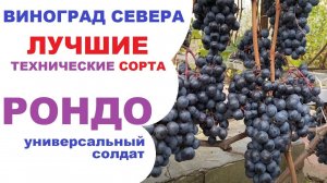 Виноград Рондо в северном Подмосковье или лучше хороший Кларет, чем всё вылить в туалет