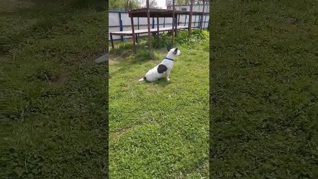 особенный Боб смотреть онлайн