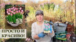 ТЮЛЬПАНЫ В КОНТЕЙНЕРАХ / Посадка в ноябре