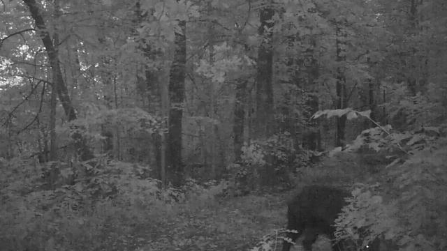 Семья кабанов смотреть онлайн