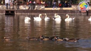 Утки Мандаринки в Гагаринском парке г.Симферопроль