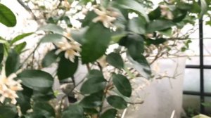 Цветение Павловского мандарина