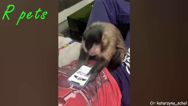 Мир животных: ОБЕЗЬЯНЫ - СМЕШНАЯ ОЗВУЧКА смотреть онлайн