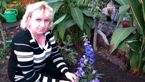 ПОСАДКА ДЕЛЬФИНИУМА НОВОЗЕЛАНДСКОГО МНОГОЛЕТНЕГО, ВЫРАЩЕННОГО ИЗ СЕМЯН