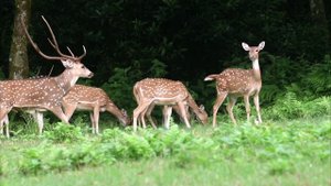 Spotted Deer Mating At Chitwan Nepal | Nepal wildlife tour | jungle safari in nepal | Animal mating
