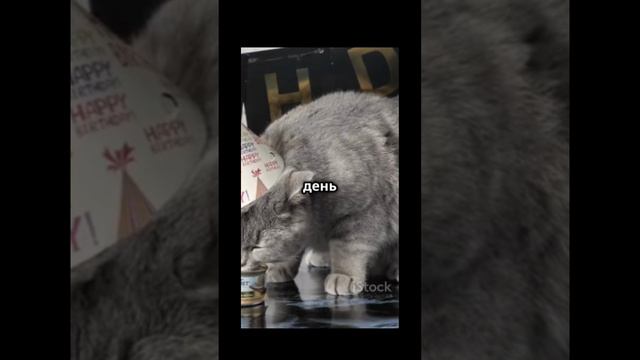 Котомамы 😻🥹💕!#кошки#котики#интересноевидео
