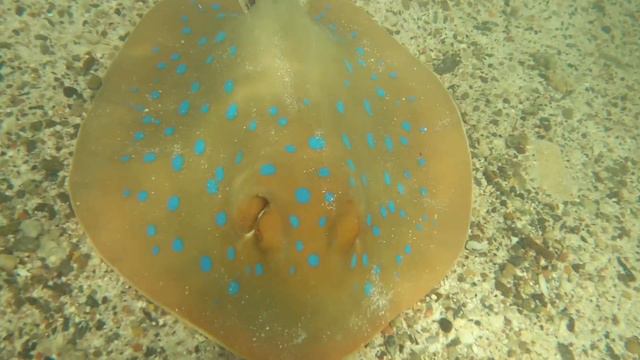 Скат-хвостокол в Марса Алам | Stingray in Marsa Alam 🇪🇬 смотреть онлайн