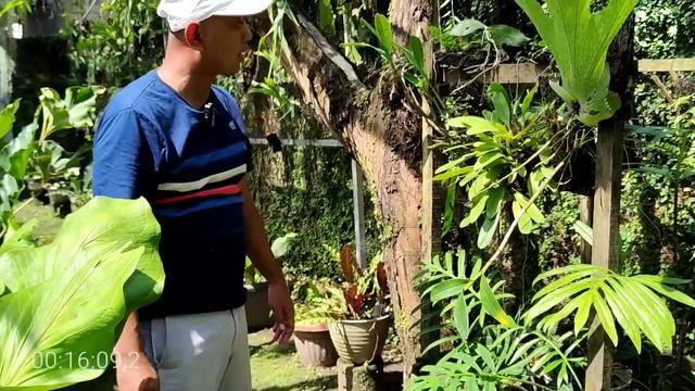 MENANAM ANGGREK SUDAH TIDAK BUSUK LAGI, KOLEKSINYA LANGKA. смотреть онлайн