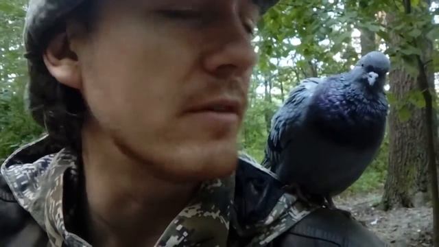 Голубь на плече - чудо в перьях смотреть онлайн