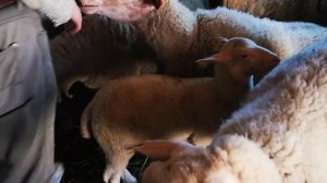 молочные овцы   lacaune ,настоящие ост фризы и их кроссы