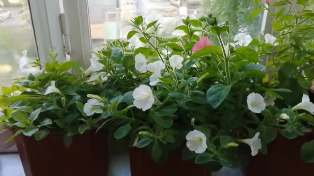 Цветы на балконе. Петуния, лобелия, канна, калла, эустома, годеция, бархатцы, хризантемы в горшках. смотреть онлайн