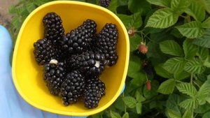 КОЛАМБИЯ САНРАЙС - ежевика со вкусом шелковицы.