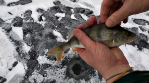 Зимние жерлицы. Ловля окуня на балансир Lucky John Nordic. Антирекорд по щуке