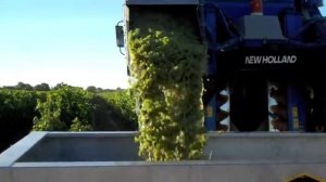 Уборка винограда Совиньон во Франции.