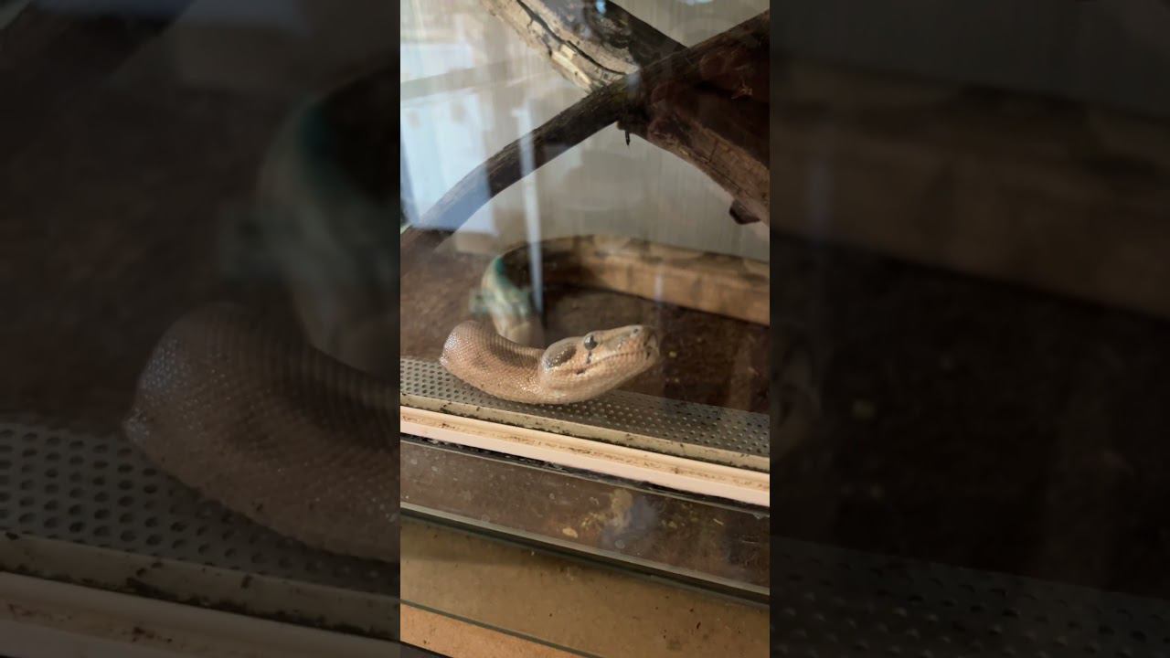 А жрать будя? #shortvideo #москва #зверьёмоё #змея #удав #zoolife #zooanimals #zoo #питомцы