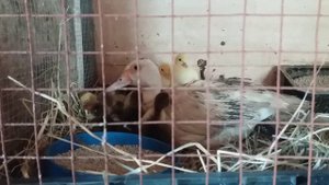 Как посадить индоутку наседку в удобное, для высиживания, место