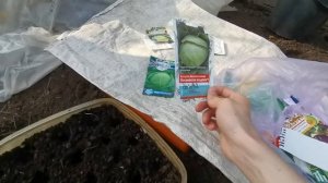 Посев капусты на рассаду. Ранняя Поздняя Цветная и Кольраби.