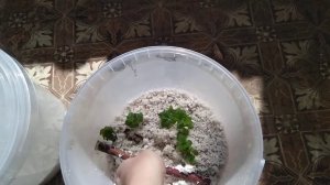 Укоренение ежемалины,просто и легко!