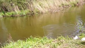 Ловля карпа махом на озере Линёвое (платник) Башкирия. не нормативная лексика!!!