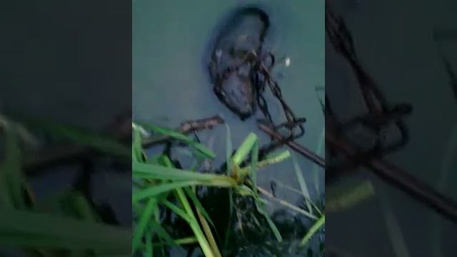 охота на бобра смотреть онлайн