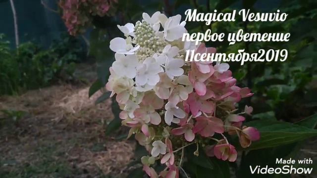 11сентября2019 Высокорослая Метельчатая Гортензия Magical Vesuvio✌️?первое цветение??