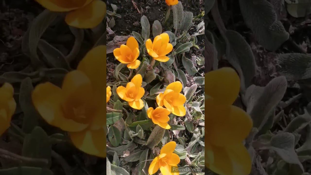 RamPamPam смотреть онлайн